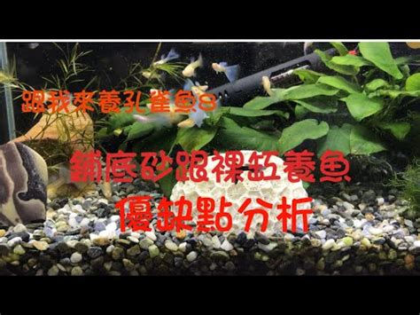 室內養魚|跟我來養孔雀魚4，小魚缸8寸室內觀賞缸，不用養水直接開缸放魚。